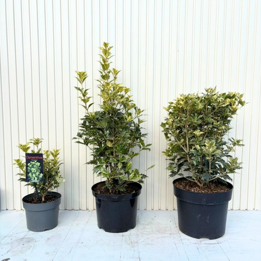 Ilex Fals Japonez Osmanthus heterophyllus Tricolor Goshiki, arbust vesnic verde, frunzis tricolor decorativ, flori cu parfum dulce intens, usor de intretinut