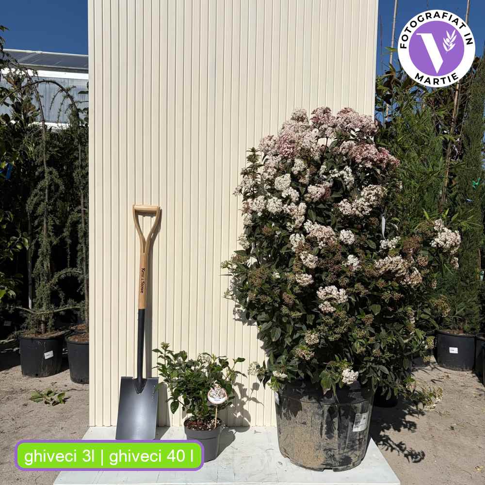 Bulgare de Zapada Tinus (Calinul), cu flori roz-albe si parfum placut, planta vesnic verde