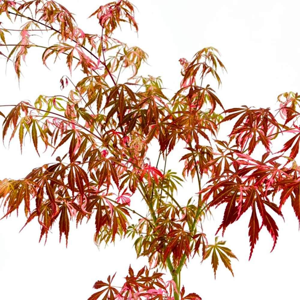 Artar Japonez Extravaganza, frunzis variegat alb-roz-verde, rezistenta frig -20°C