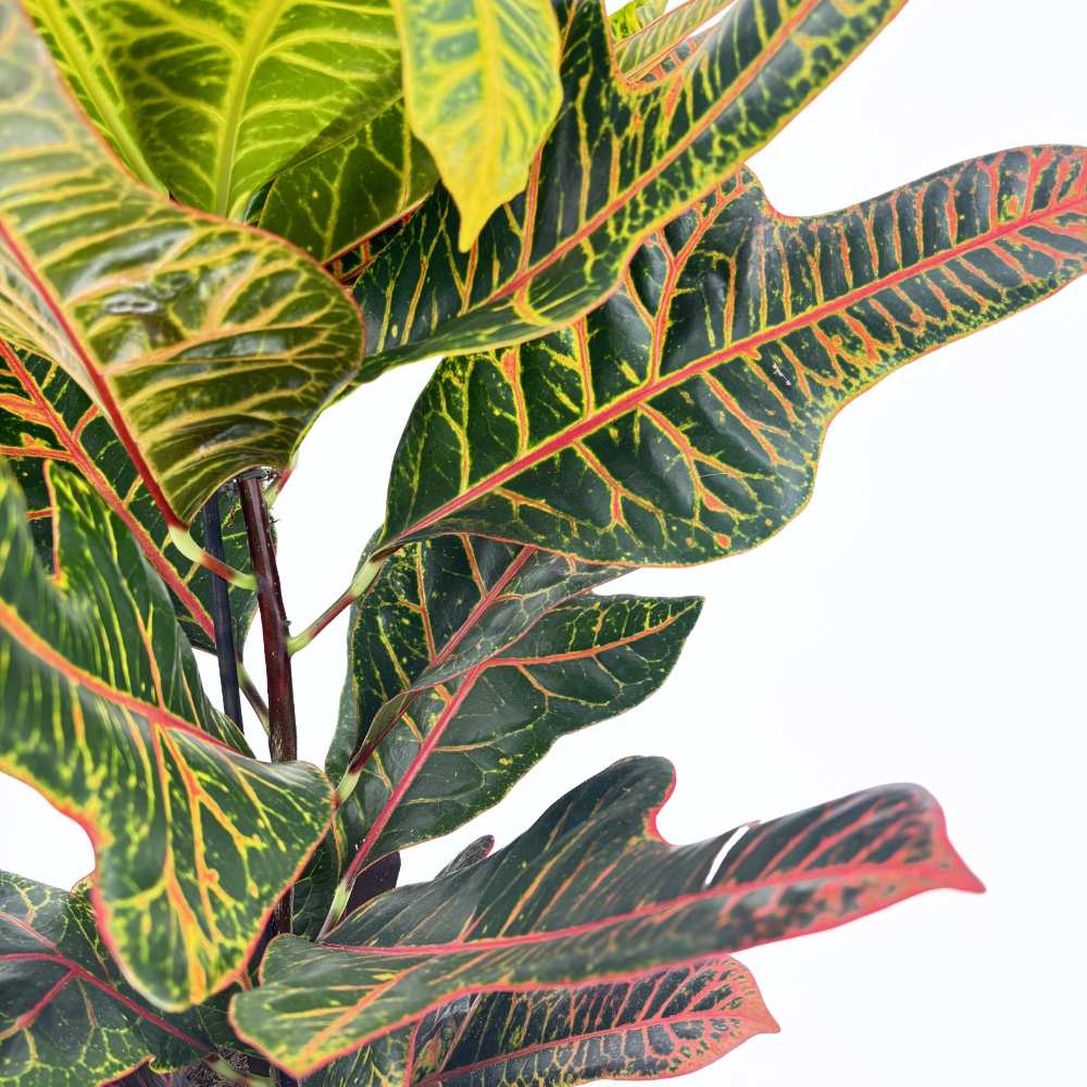 Croton Codiaeum Variegatum Excellent, 65 cm, planta de apartament decorativa cu frunze verzi galbene-portocalii multicolore