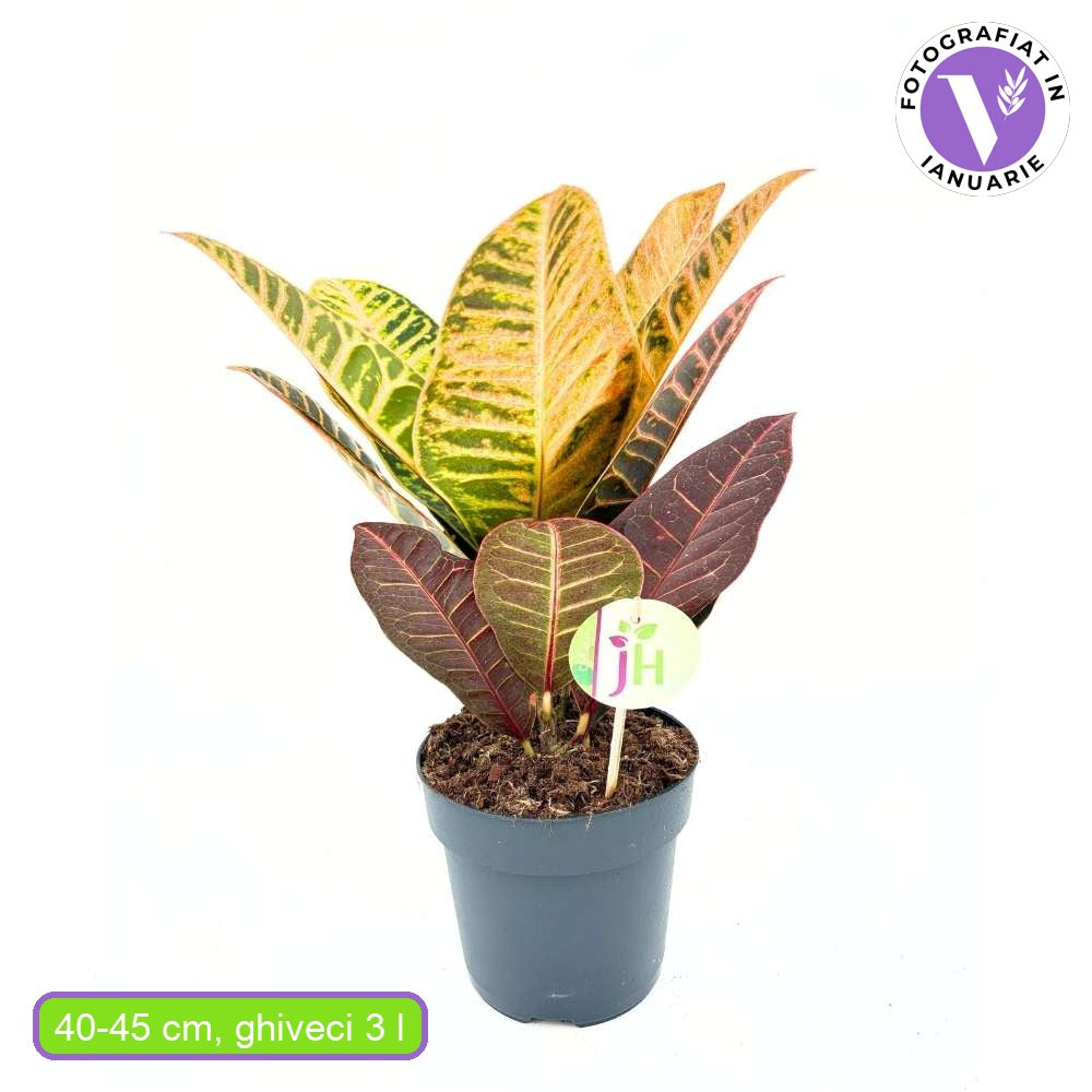 Croton Codiaeum Variegatum Petra, 40-45 cm, planta de apartament exotica cu frunze verzi rosii portocalii