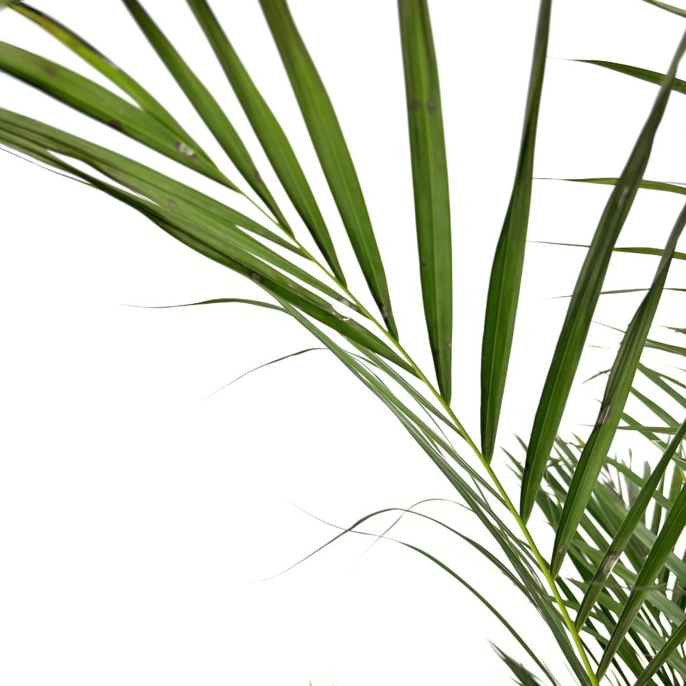 Palmier Areca Dypsis Lutescens, 150 cm, planta de apartament eleganta, purificare aer, usor de intretinut