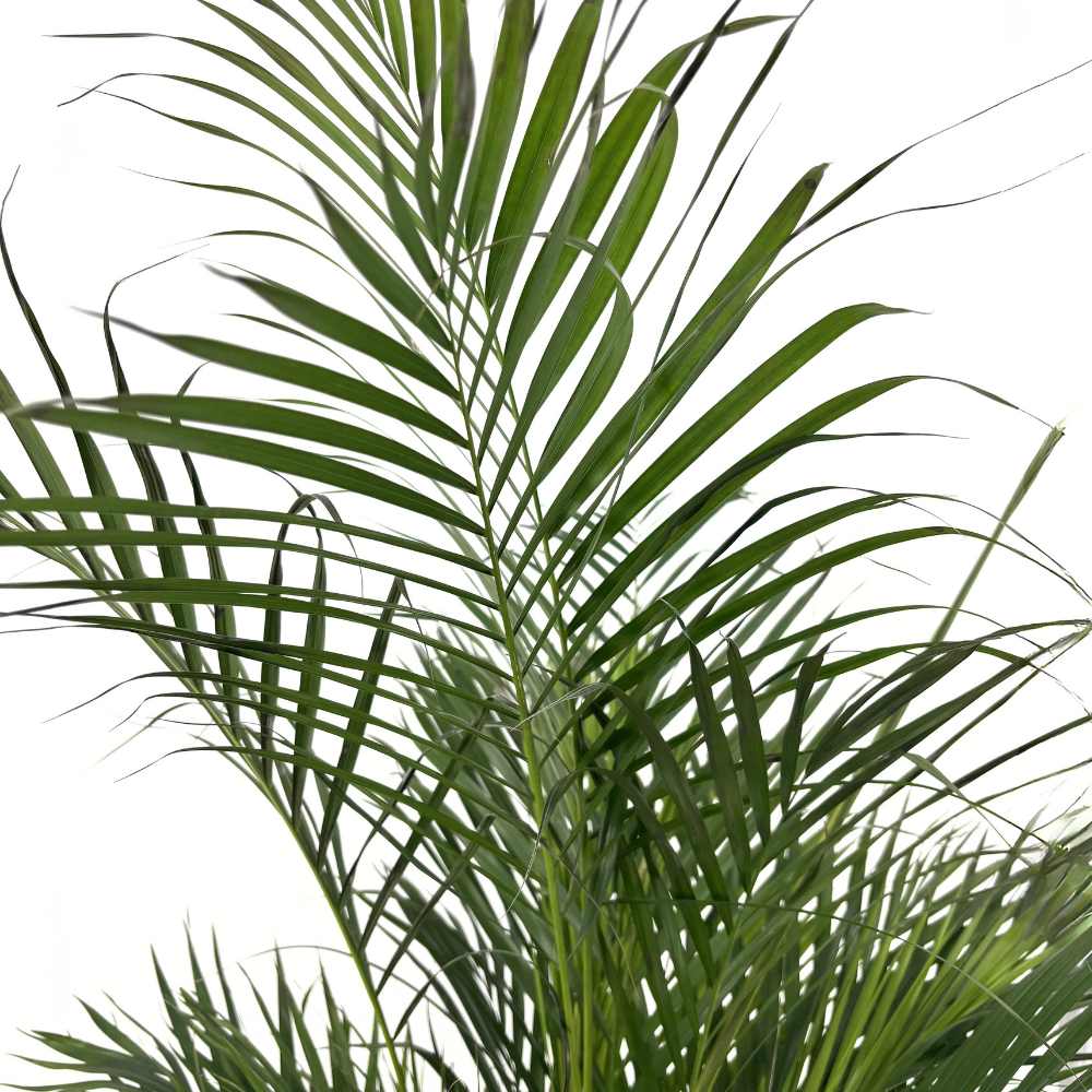 Palmier Areca Dypsis Lutescens, 150 cm, planta de apartament eleganta, purificare aer, usor de intretinut
