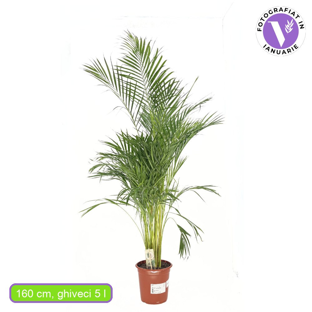 Palmier Areca Dypsis Lutescens, 150 cm, planta de apartament eleganta, purificare aer, usor de intretinut