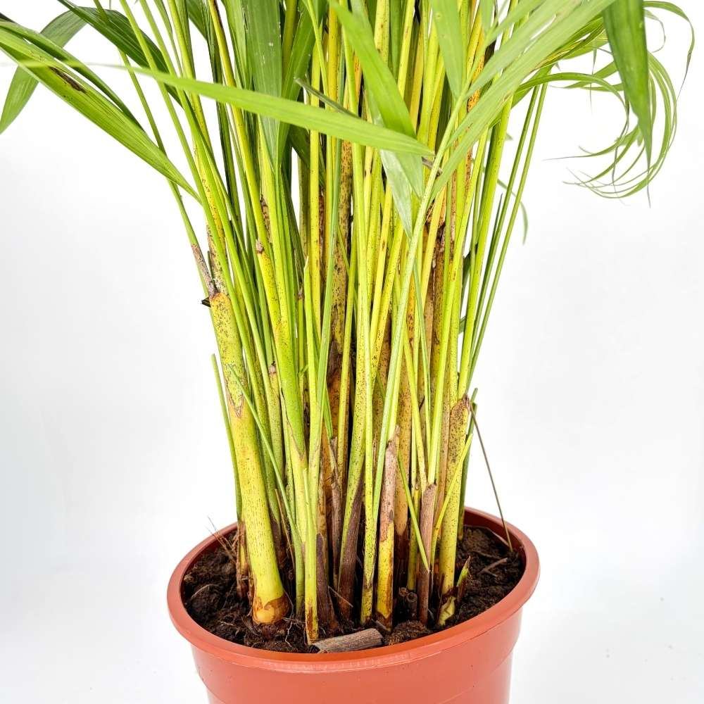 Palmier Areca Dypsis Lutescens, 140-150 cm, planta de apartament eleganta, purificare aer, usor de intretinut