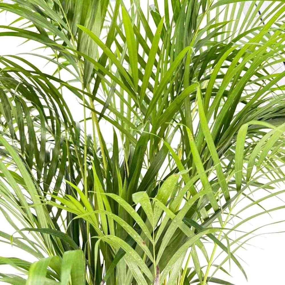 Palmier Areca Dypsis Lutescens, 140-150 cm, planta de apartament eleganta, purificare aer, usor de intretinut