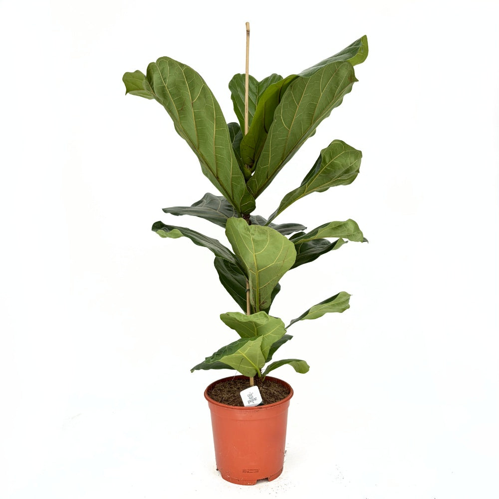 Ficus Lyrata, 100 cm, planta de apartament decorativa cu frunze de Vioara