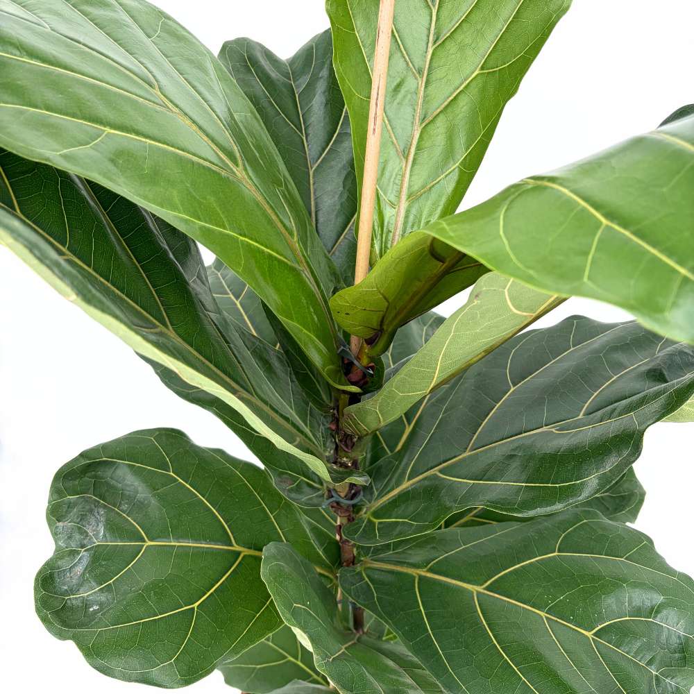 Ficus Lyrata, 100 cm, planta de apartament decorativa cu frunze de Vioara