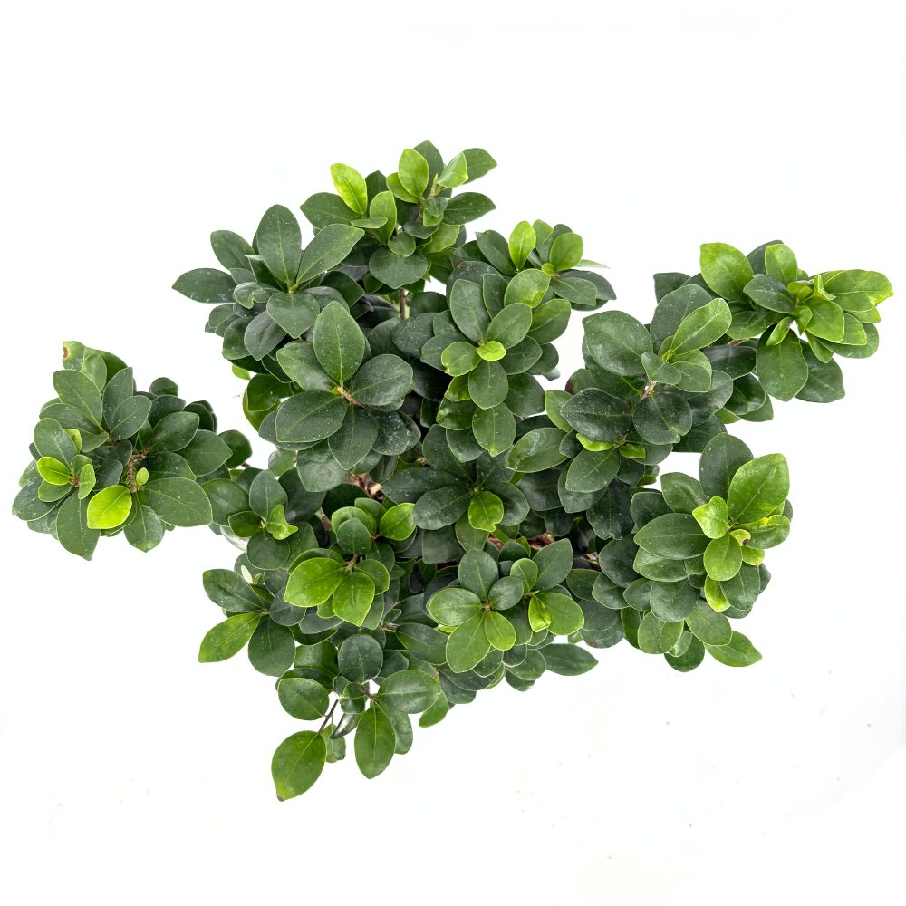 Ficus Bonsai Ginseng, 50 cm cu radacini groase, planta de interior, purificator aer