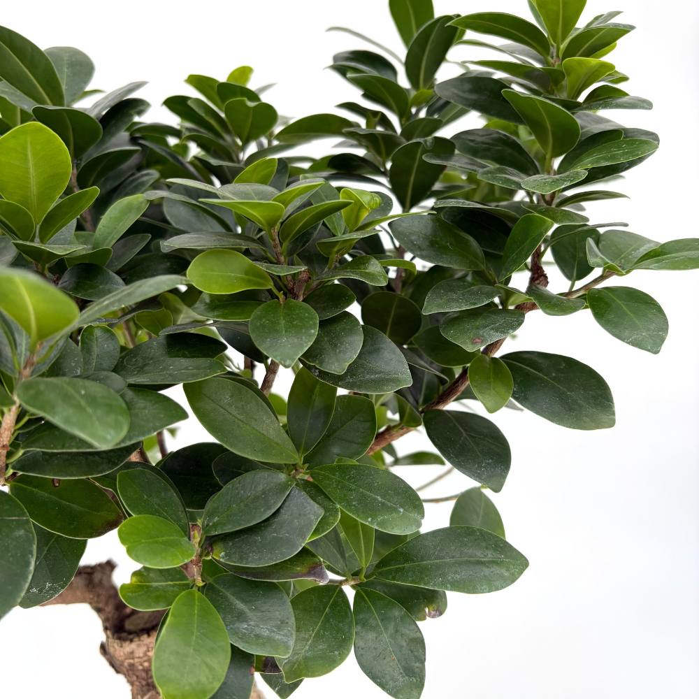 Ficus Bonsai Ginseng, 50 cm cu radacini groase, planta de interior, purificator aer
