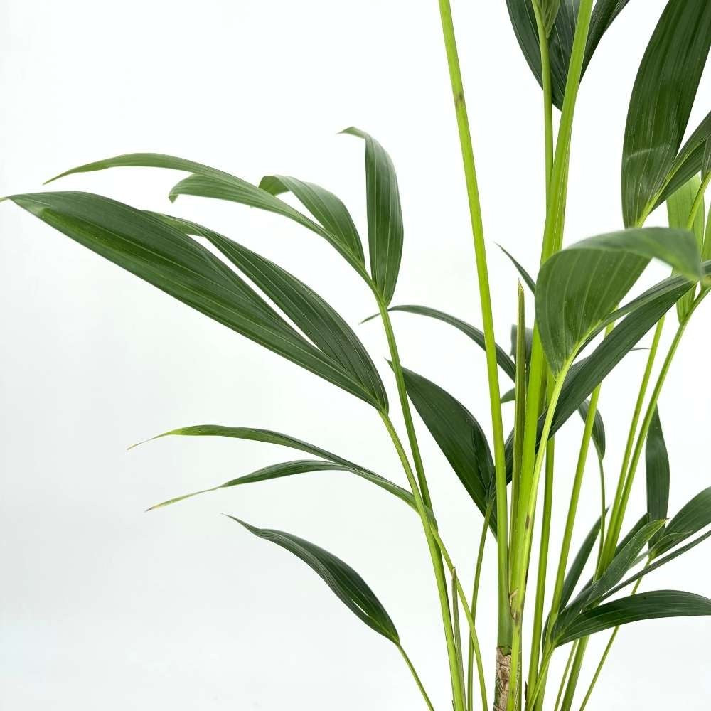 Palmier Kentia (Howea Forsteriana), 100-110 cm, planta de interior eleganta, purificatoare de aer, usor de intretinut