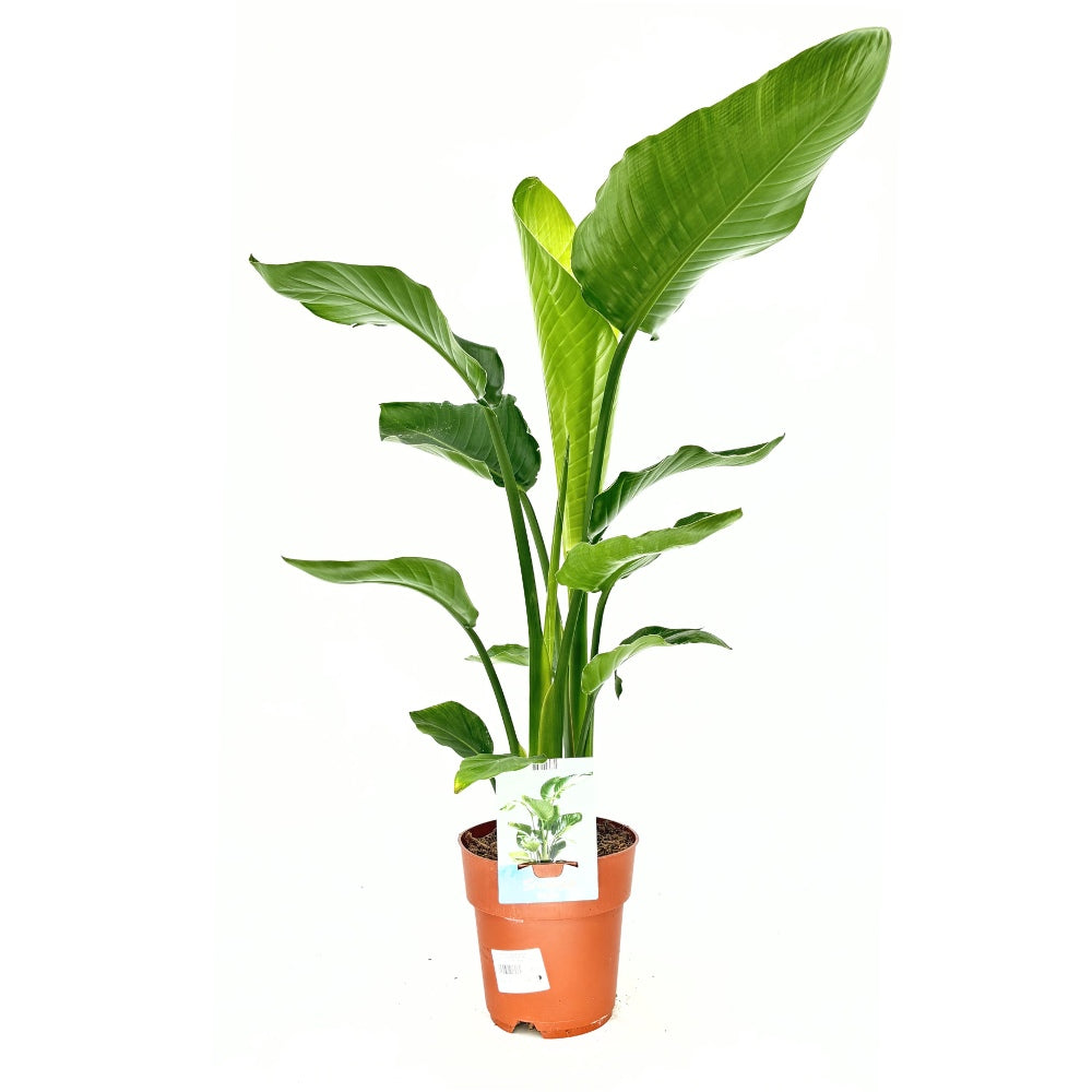 Strelitzia Nicolai, Pasarea alba a paradisului, planta exotica mare cu frunze uriase tropicale decorative pentru interior - 110 cm