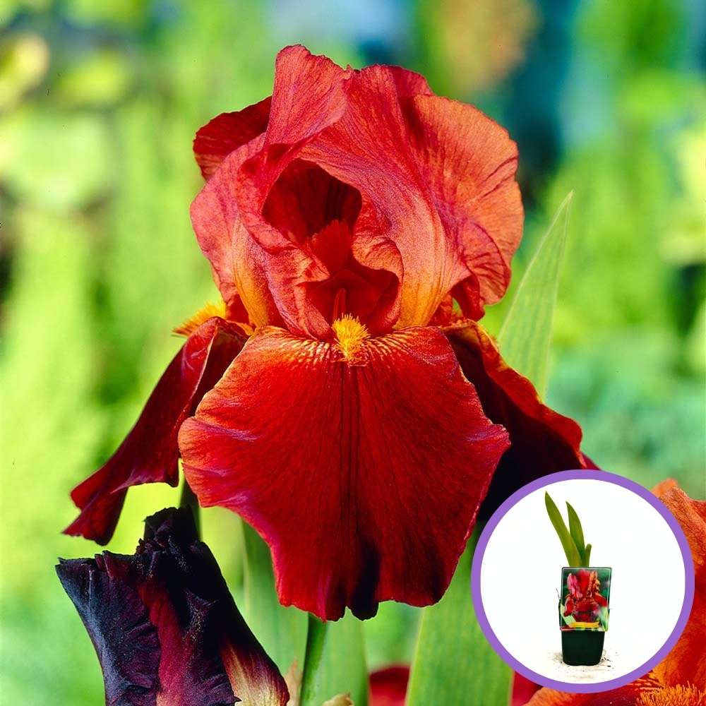Iris Germanica (Stanjenel) Sultan's Palace, cu flori parfumate rosu intens catifelat, crestere rapida, bulb plantat In ghiveci