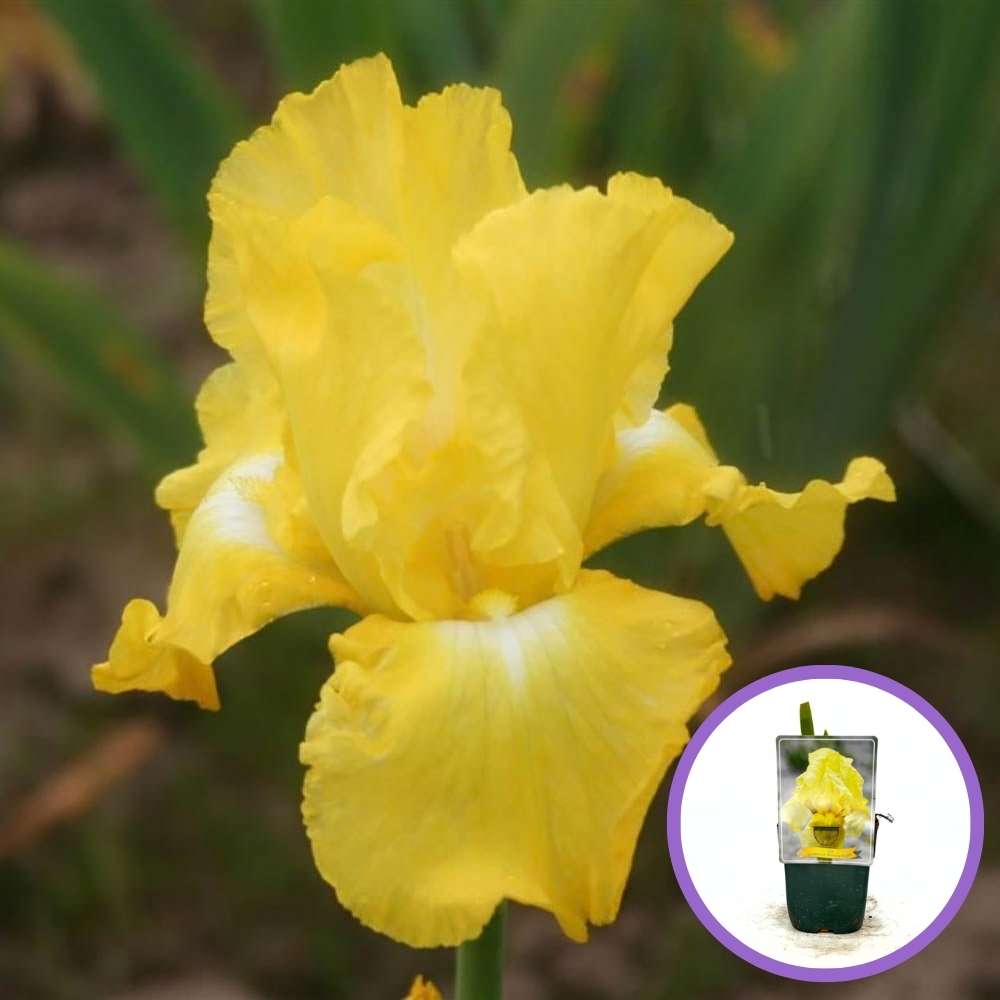 Iris Germanica (Stanjenel) Burning Bright, cu flori galbene parfumate, crestere rapida, bulb plantat In ghiveci