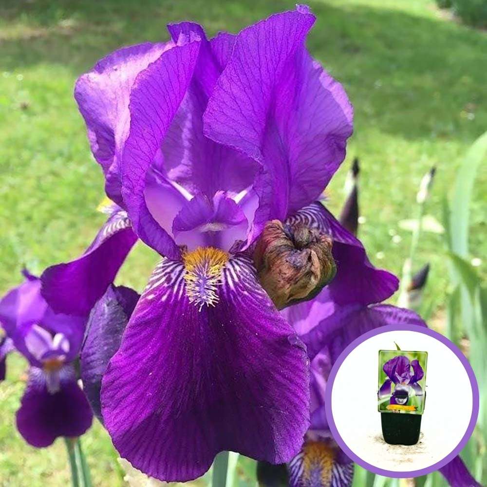 Iris Germanica (Stanjenel) Joanna, cu flori violet intens parfumate, crestere rapida, bulb plantat In ghiveci