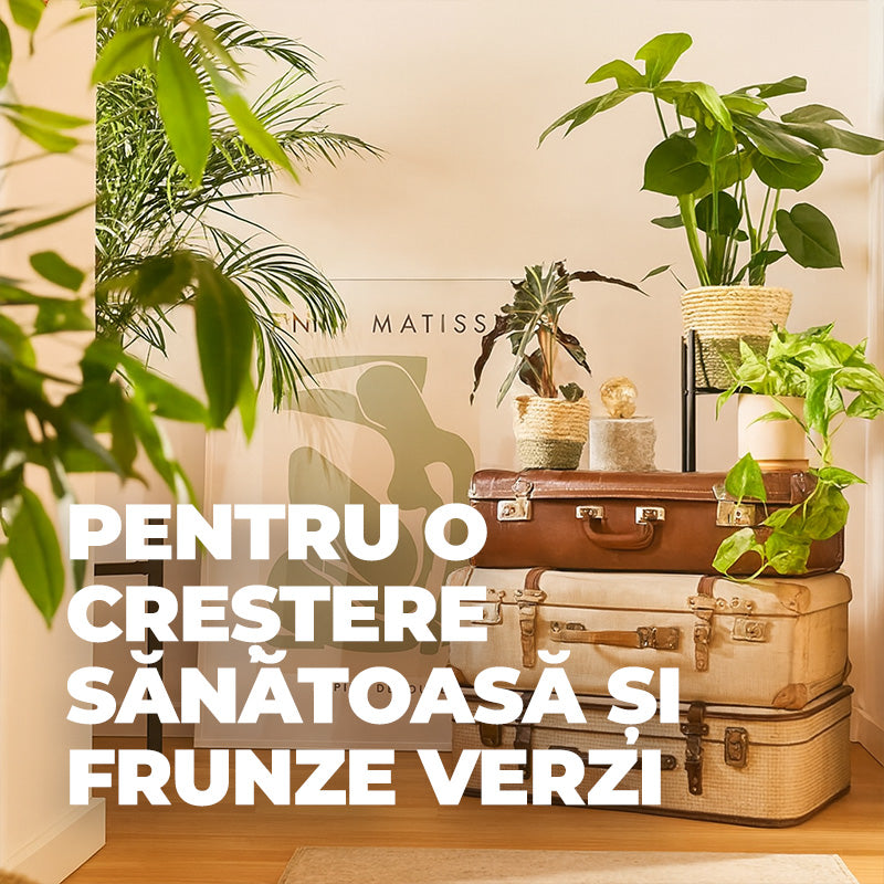 Ingrasamant Lichid pentru Ingrijirea Frunzelor Plantelor Verzi si Palmieri, 500 ml, Sticla cu Pulverizator, COMPO