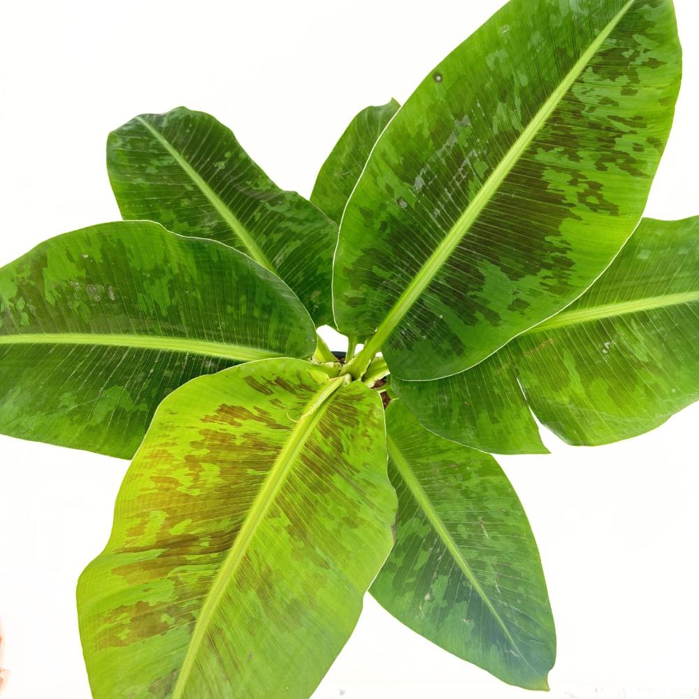 Bananier Pitic Dwarf Cavendish, 60-70 cm, planta exotica de interior, fructe dulci comestibile, crestere rapida