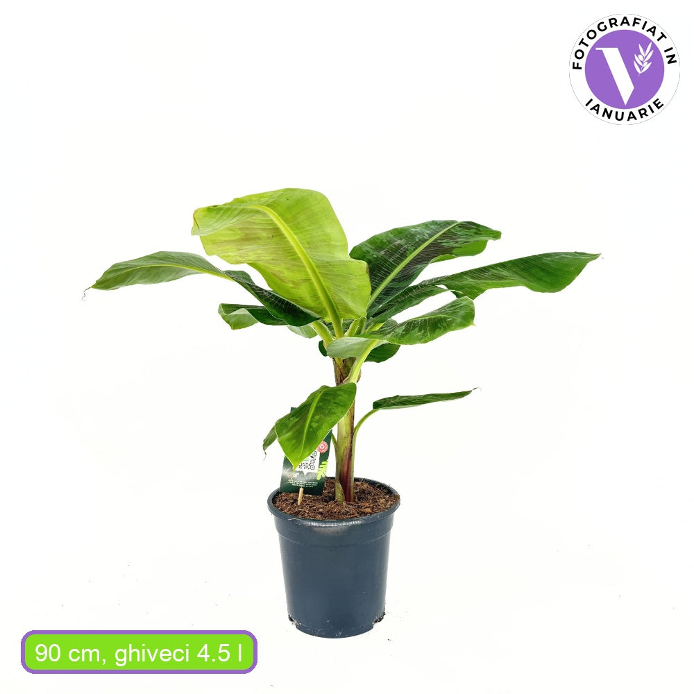 Bananier Pitic Dwarf Cavendish, 60-70 cm, planta exotica de interior, fructe dulci comestibile, crestere rapida
