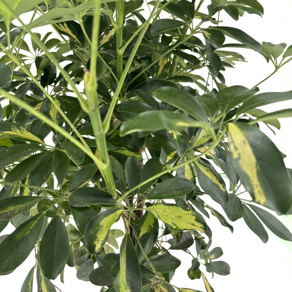 Palmierul Umbrela (Schefflera) Gold Capella, 170 cm, planta de interior decorativa, frunze verzi cu pete aurii, purificatoare de aer, usor de ingrijit
