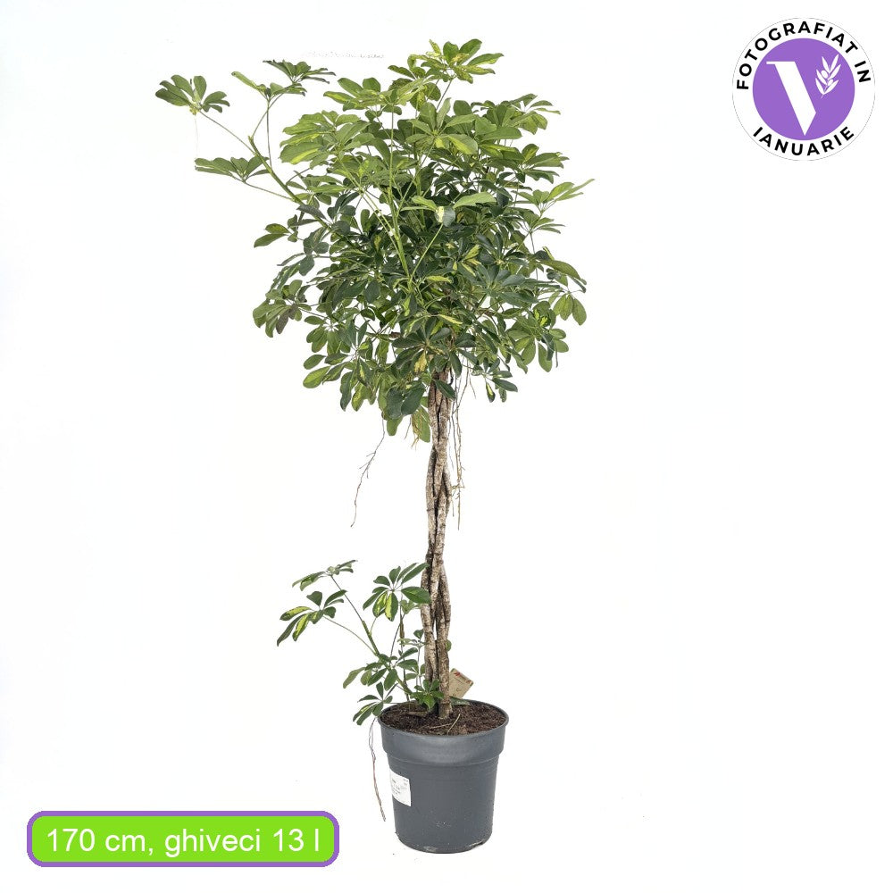 Palmierul Umbrela (Schefflera) Gold Capella, 170 cm, planta de interior decorativa, frunze verzi cu pete aurii, purificatoare de aer, usor de ingrijit