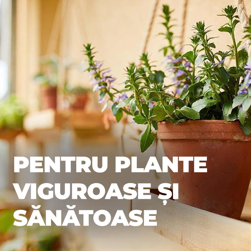 Ingrasamant Organic Lichid pentru Plante Mediteraneene, 500 ml, Special cu Extra Potasiu si Fier, Ingrediente 100% Naturale, COMPO