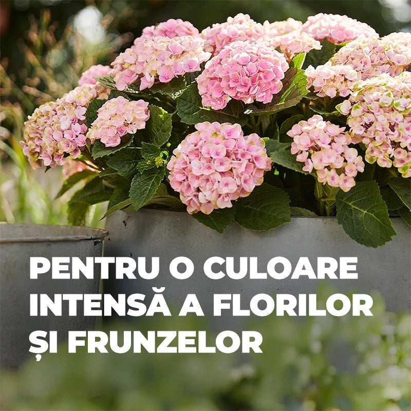 Ingrasamant Lichid pentru Hortensii si Camelii, 1 l, cu Extra Fier, COMPO