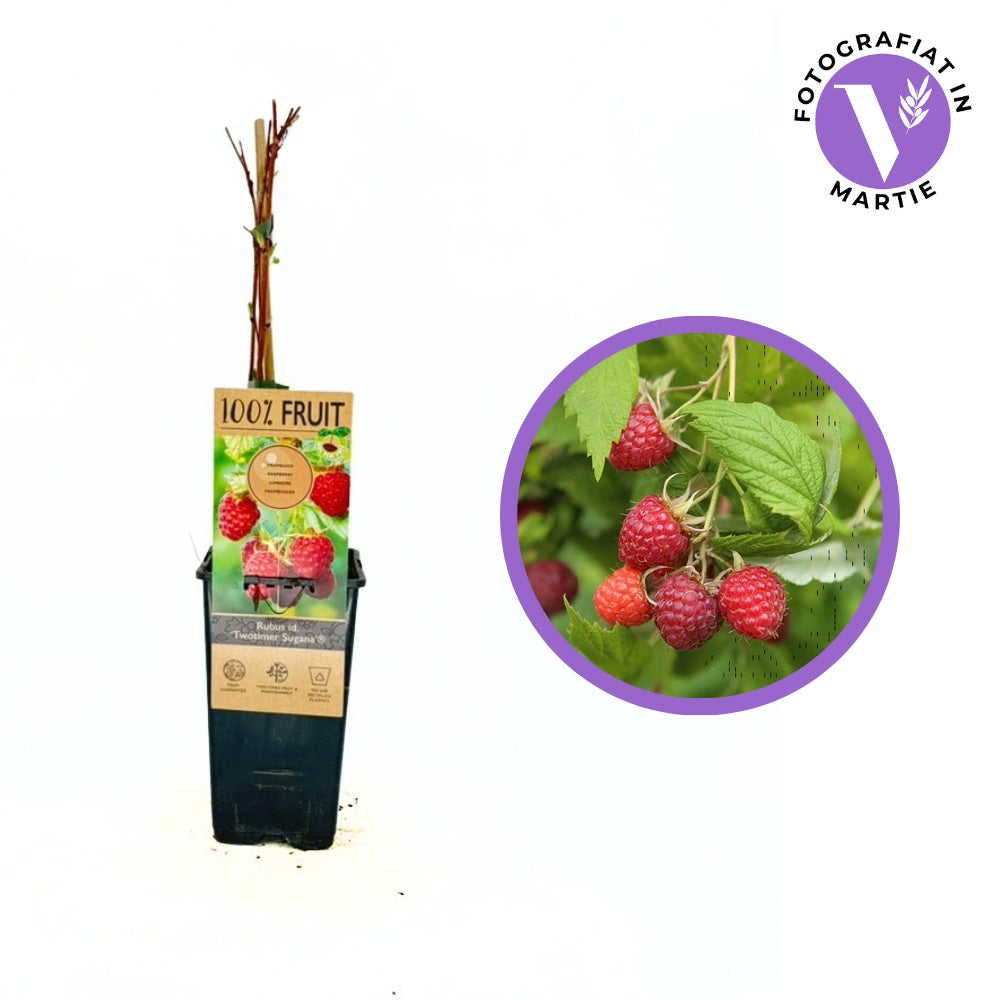 Zmeura remontanta curgatoare Two Timer Sugana cu fructificare dubla si gust intens, an 1 pe rod
