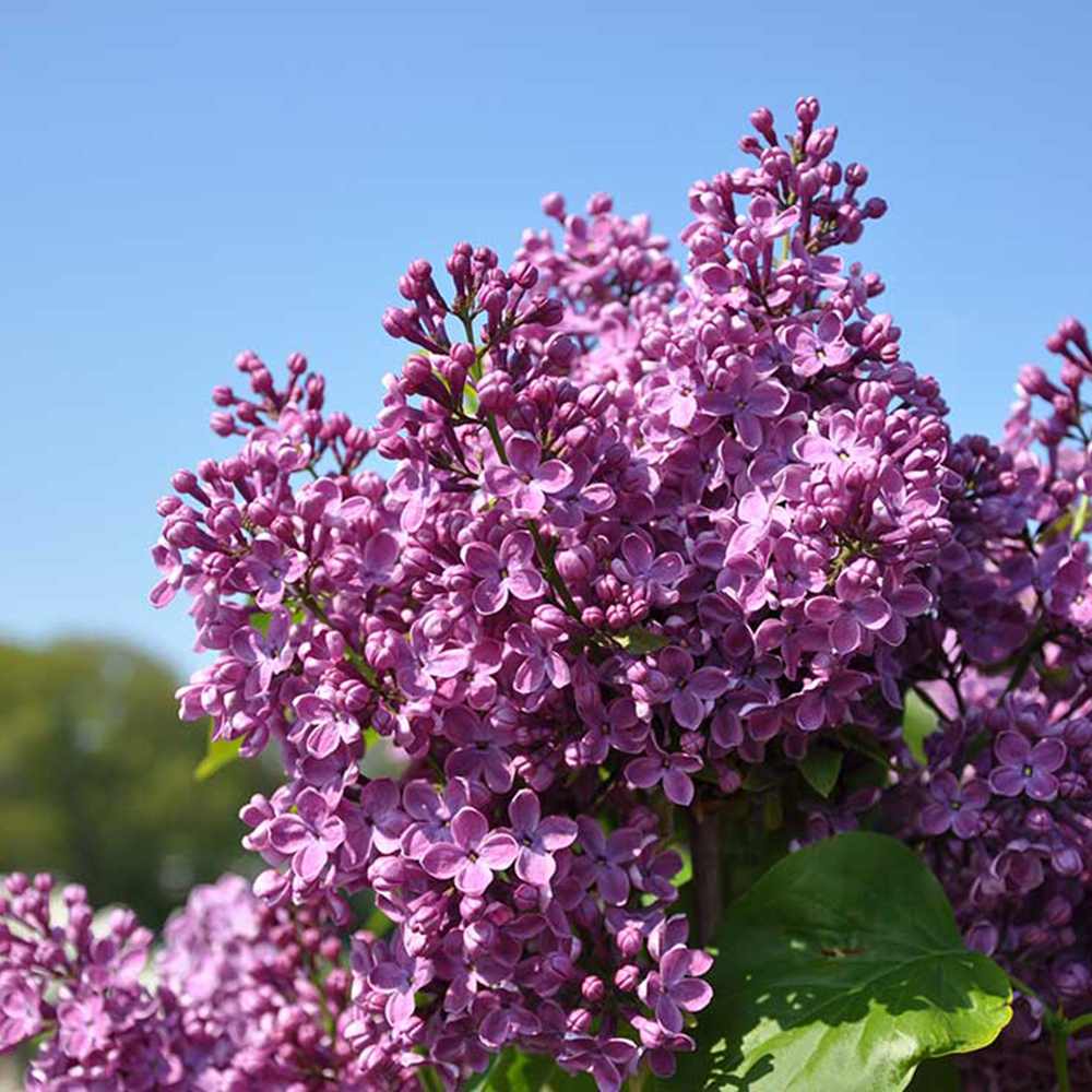 Liliac Nobil Ruhm Von Horstenstein (Syringa), arbust decorativ cu flori rosu-purpuriu parfumate, crestere rapida, iubitor de soare