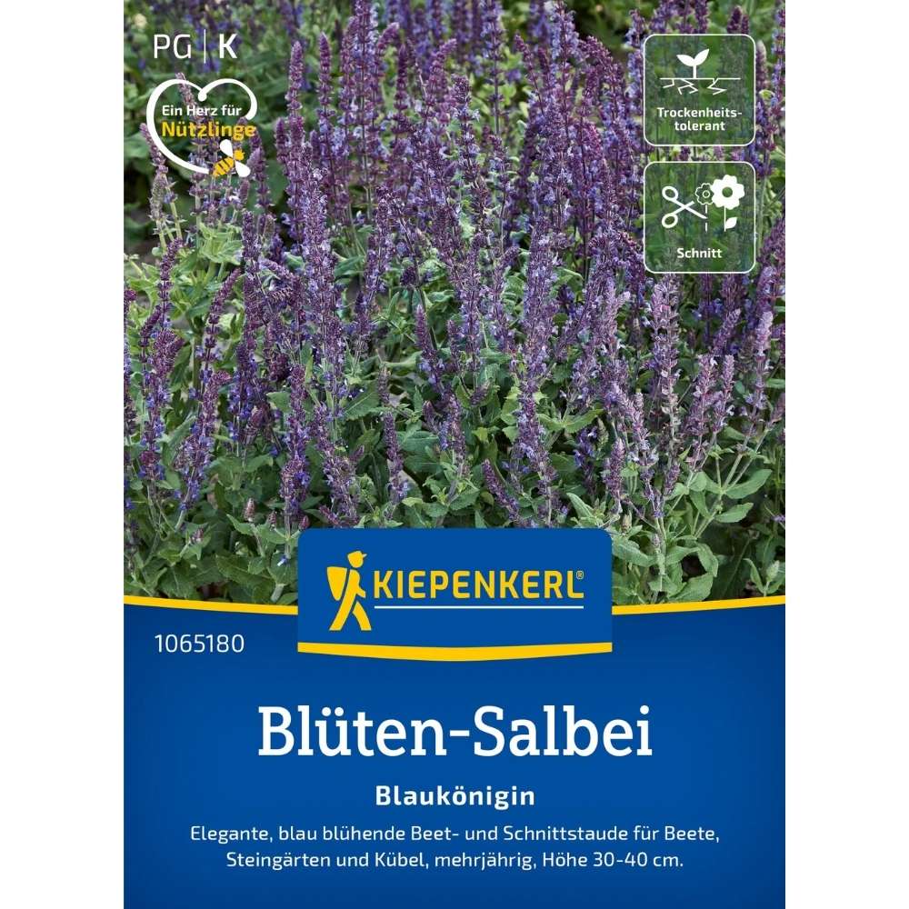 Seminte de salvie decorativa – varietate Blaukönigin, albastru intens, ajunge pentru 30 Plante