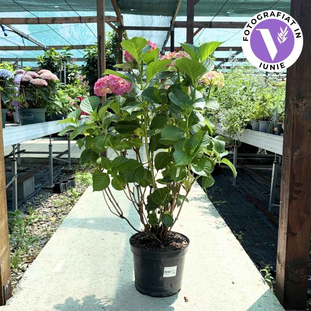 Hortensie macrophylla Sibilla Masja – rosie
