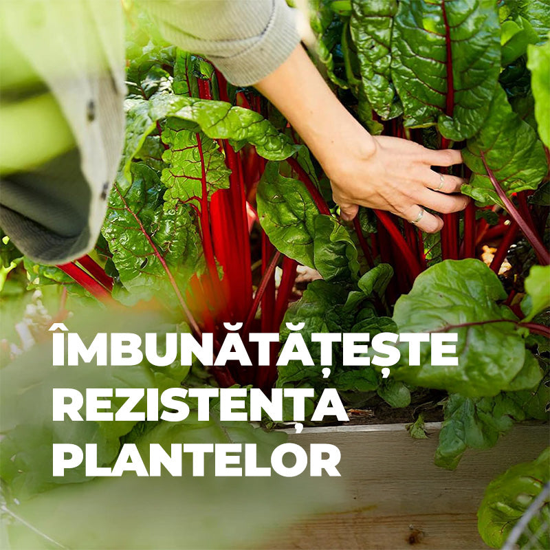 Ingrasamant pentru Gradina, pentru Flori, Fructe si Legume, 2 kg, Efect de Lunga Durata 6 luni, COMPO