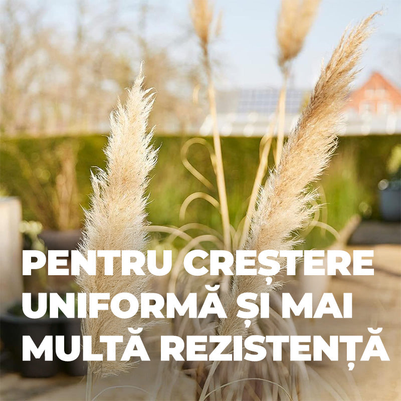 Ingrasamant pentru Bambus si Ierburi Ornamentale, 850 g, 22 m², Formul Ecologica, Efect de Lunga Durata 5 Luni, COMPO