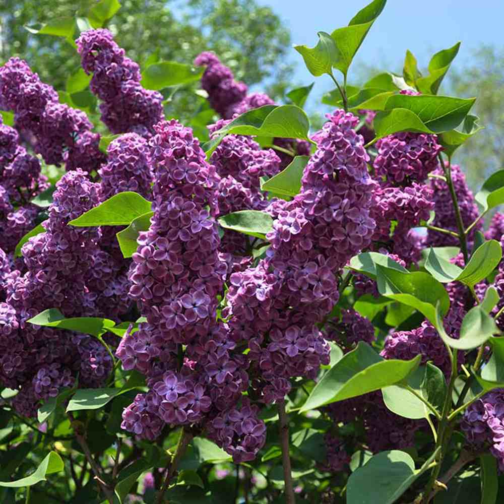 Liliac Nobil Ruhm Von Horstenstein (Syringa), arbust decorativ cu flori rosu-purpuriu parfumate, crestere rapida, iubitor de soare