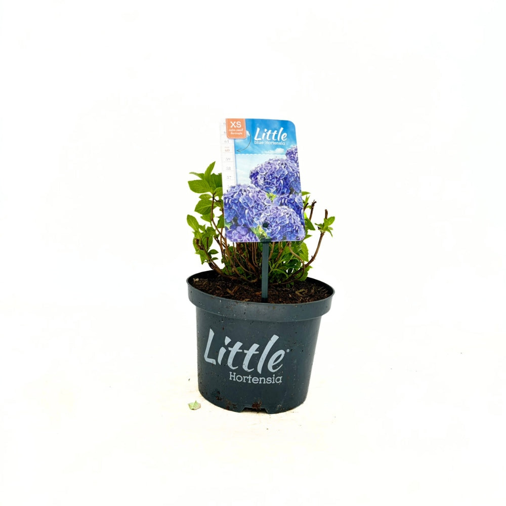 Hortensie macrophylla Little Blue XS – albastra