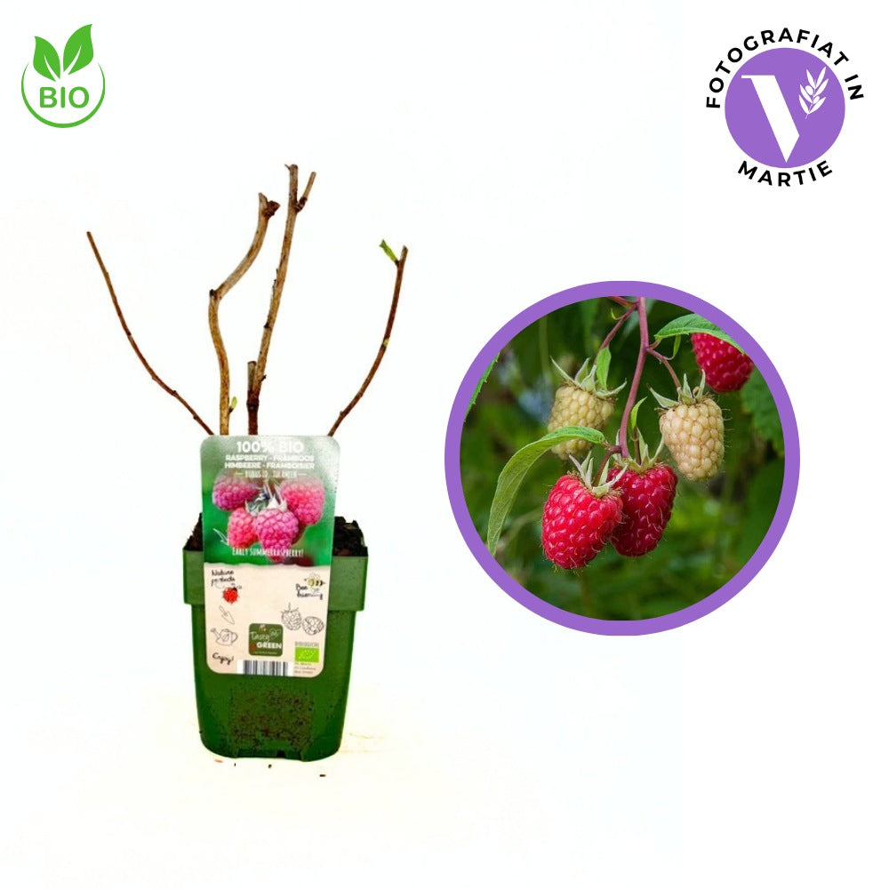 Zmeura remontanta Autumn Happy BIO cu productie abundenta si gust echilibrat, an 1 pe rod