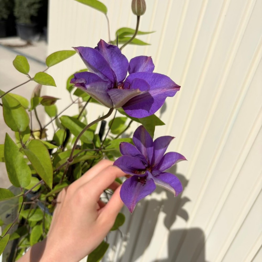 Clematis (Clematita) Multi Blue, planta cataratoare cu flori mari duble albastre, inflorire abundenta primavara/vara