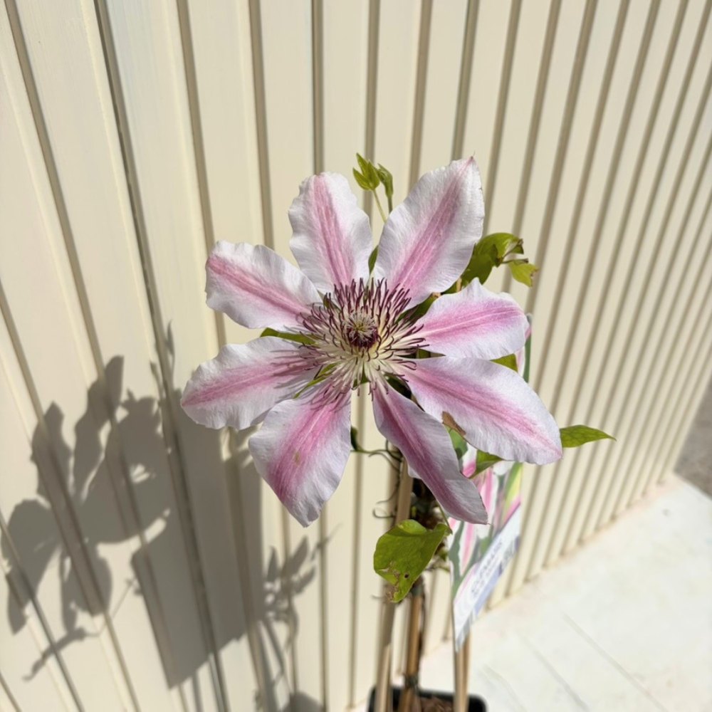 Clematis (Clematita) Nelly Moser, planta cataratoare cu flori mari bicolore, roz deschis cu dunga roz inchis, inflorire abundenta primavara/vara