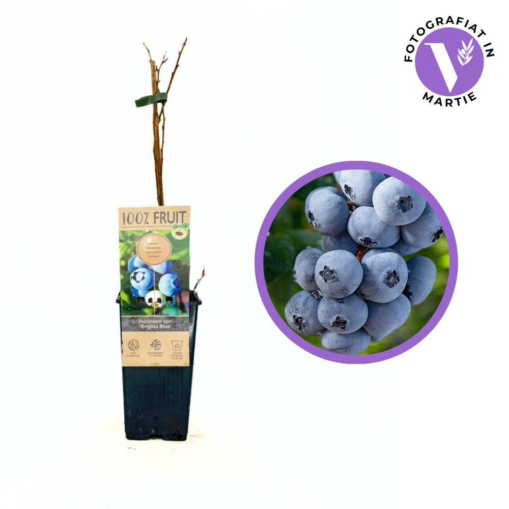 Afin Brigitta Blue (Vaccinium corymbosum), cu fructe ferme dulci-acrisoare, an 1 pe rod