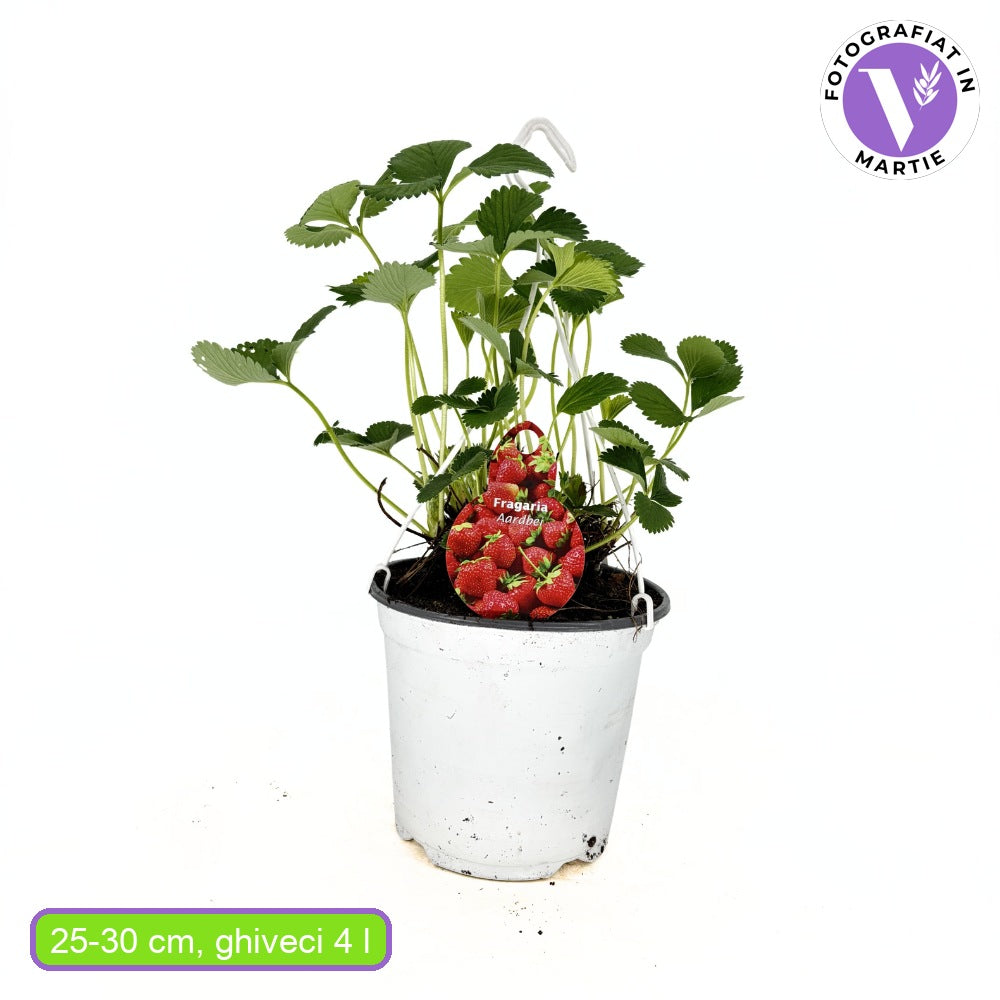 Capsuni Productivi Elsanta (Fragaria Ananassa), cu productie ridicata si fructe ferme, perfecti pentru consum proaspat