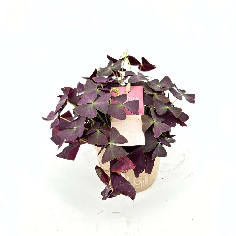 Trifoiul Norocos Purpuriu (Oxalis triangularis), cu flori albe si frunze triunghiulare purpurii