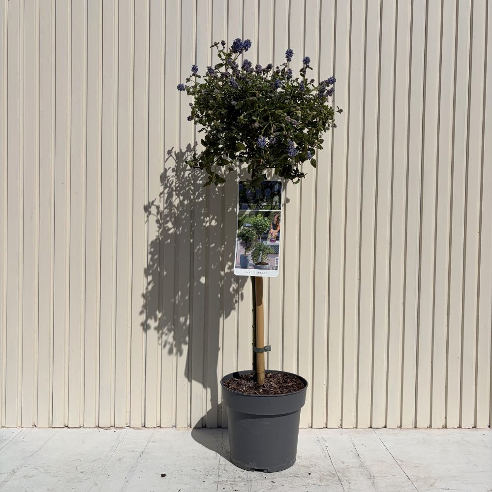 Liliac Californian Tip Copac Repens (Ceanothus Thyrsiflorus), cu flori albastre, vesnic verde