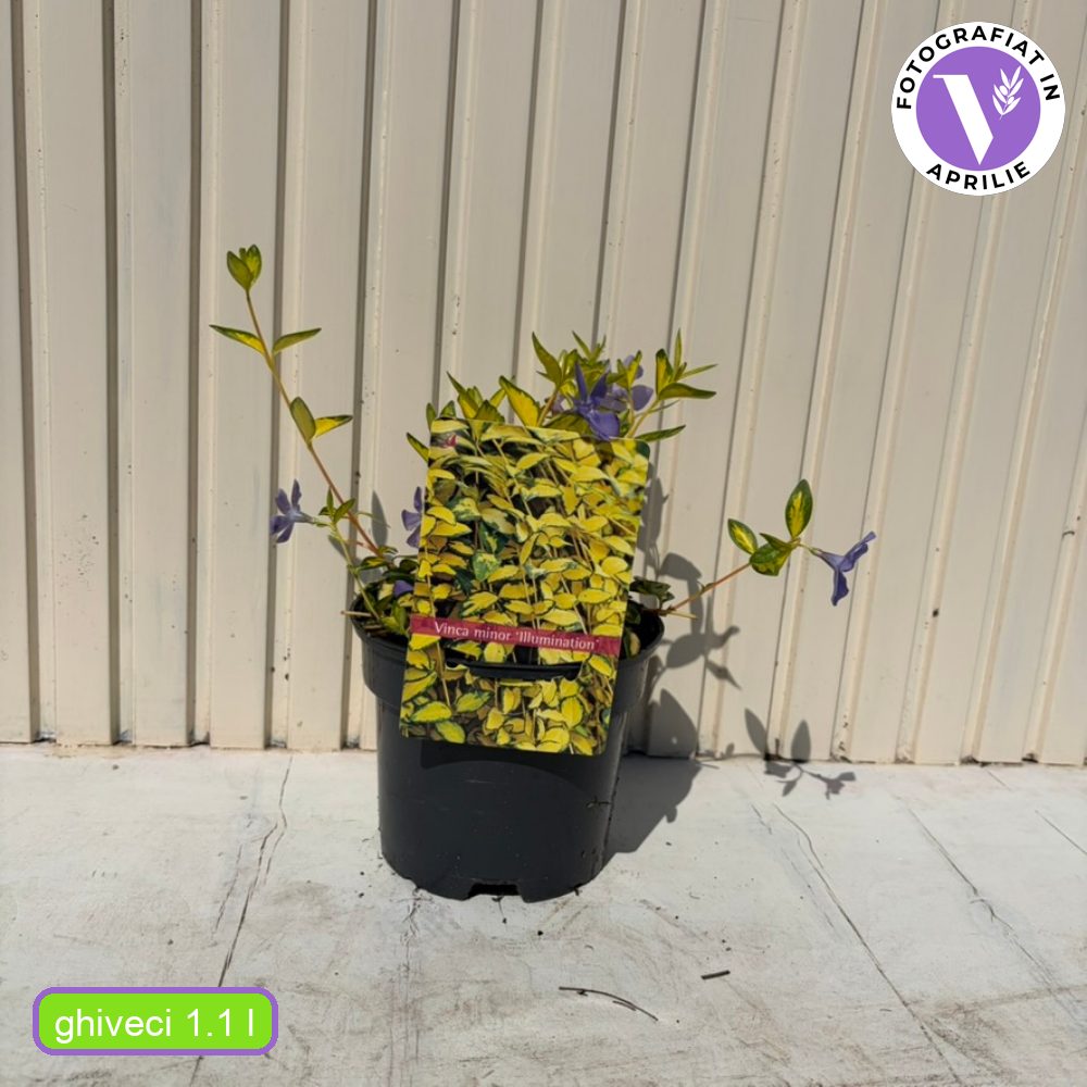 Saschiu cu frunza mica aurie Illumination (Vinca Minor), taratoare, vesnic verde, flori mov primavara, semi-umbra sau umbra