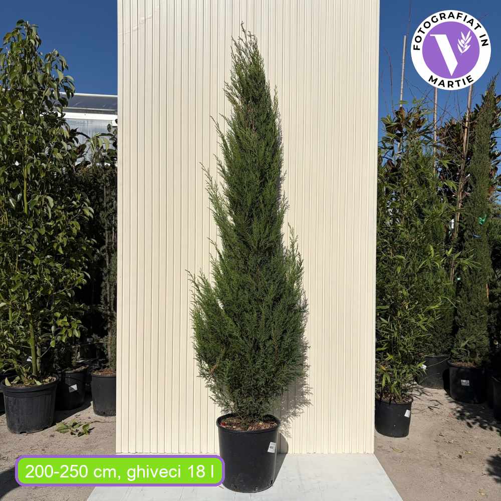 Chiparos Leylandii Blue Jeans, cu frunzis albastru-verzui, gard viu vesnic verde