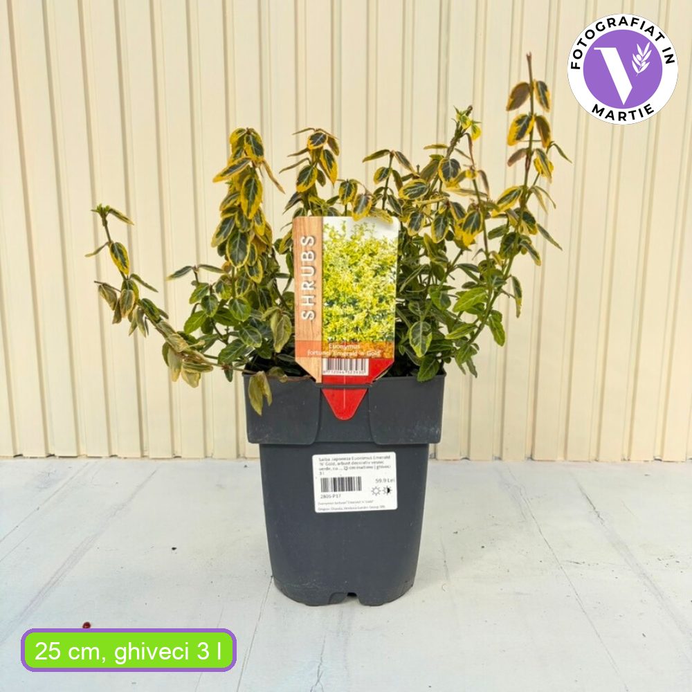 Salba Japoneza Euonimus Emerald 'N' Gold, arbust decorativ vesnic verde, cu frunze galben-verde