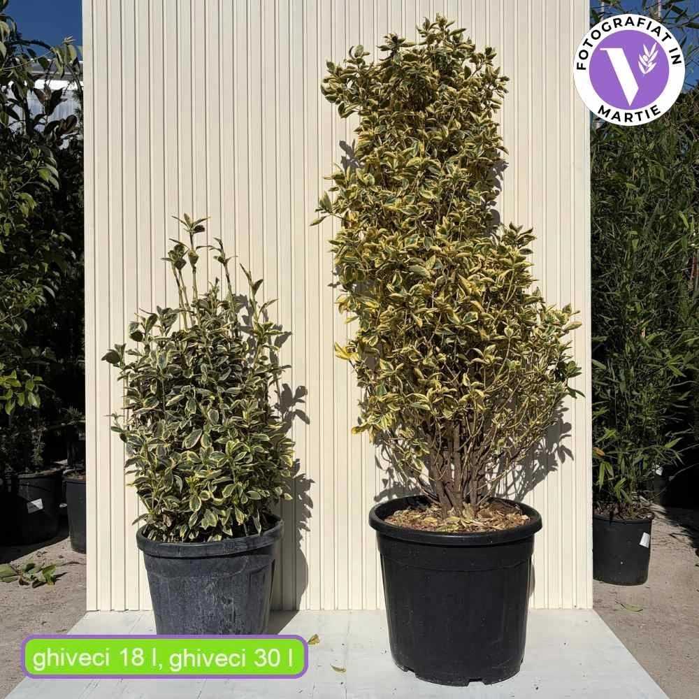 Salba Japoneza Euonimus Bravo, arbust decorativ vesnic verde cu frunze albe-verzui