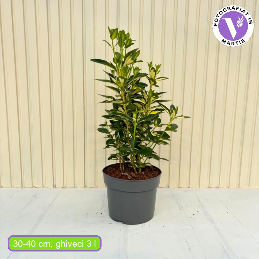 Salba Japoneza Euonimus Japonicus Aureus, arbust decorativ frunze galben-verzui vesnic verde