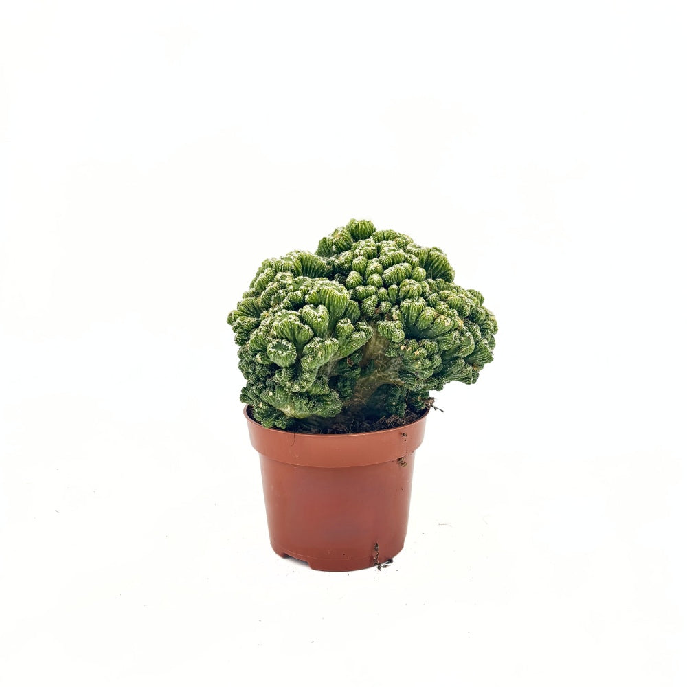 Cactus Monstrul Peruvian, 20-30 cm, forme neregulate, unice, aspect sculptural, usor de ingrijit, ghiveci mare