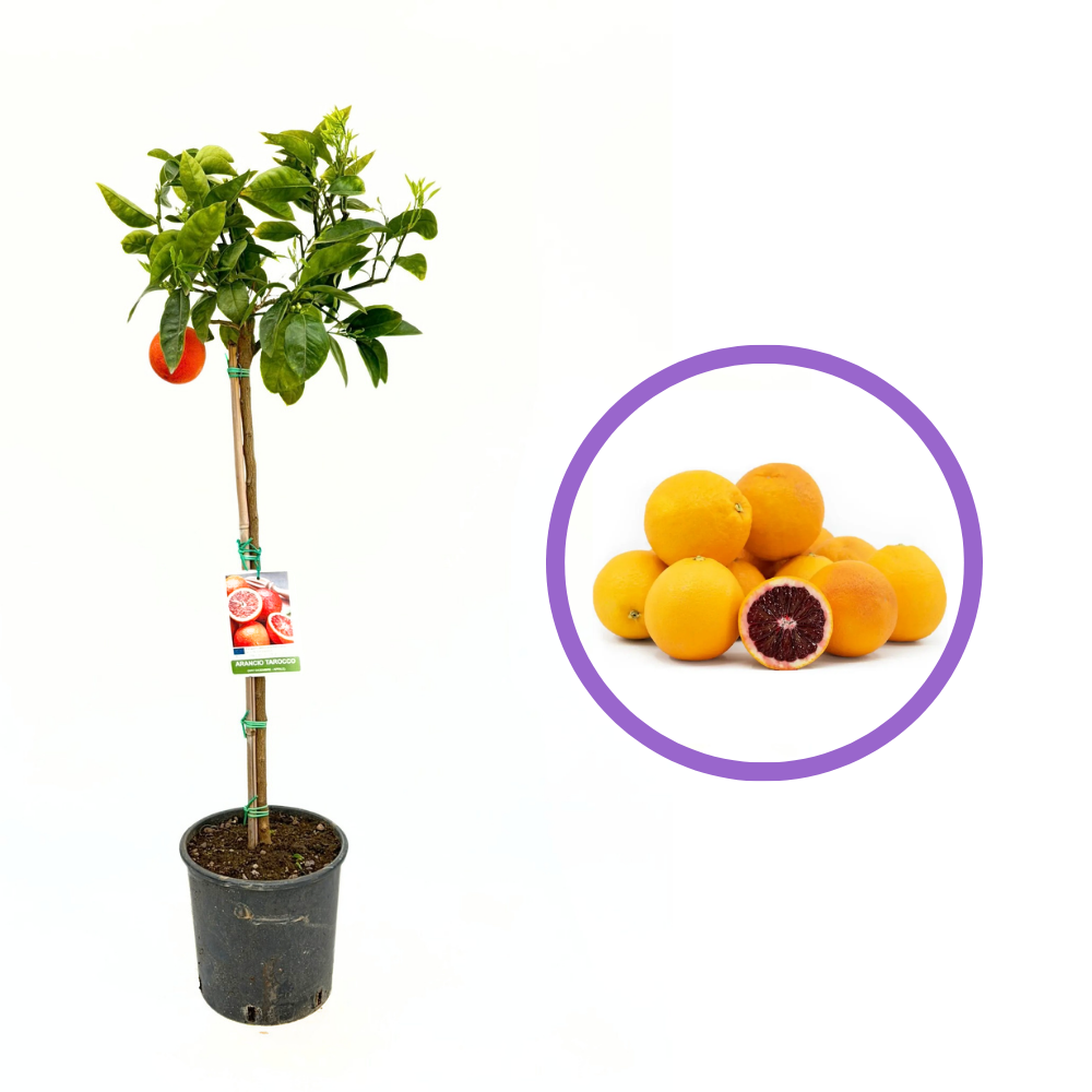 Portocal Rosu Tarocco (Citrus sinensis), cu fructe dulci portocalii-rosii, an 2 pe rod