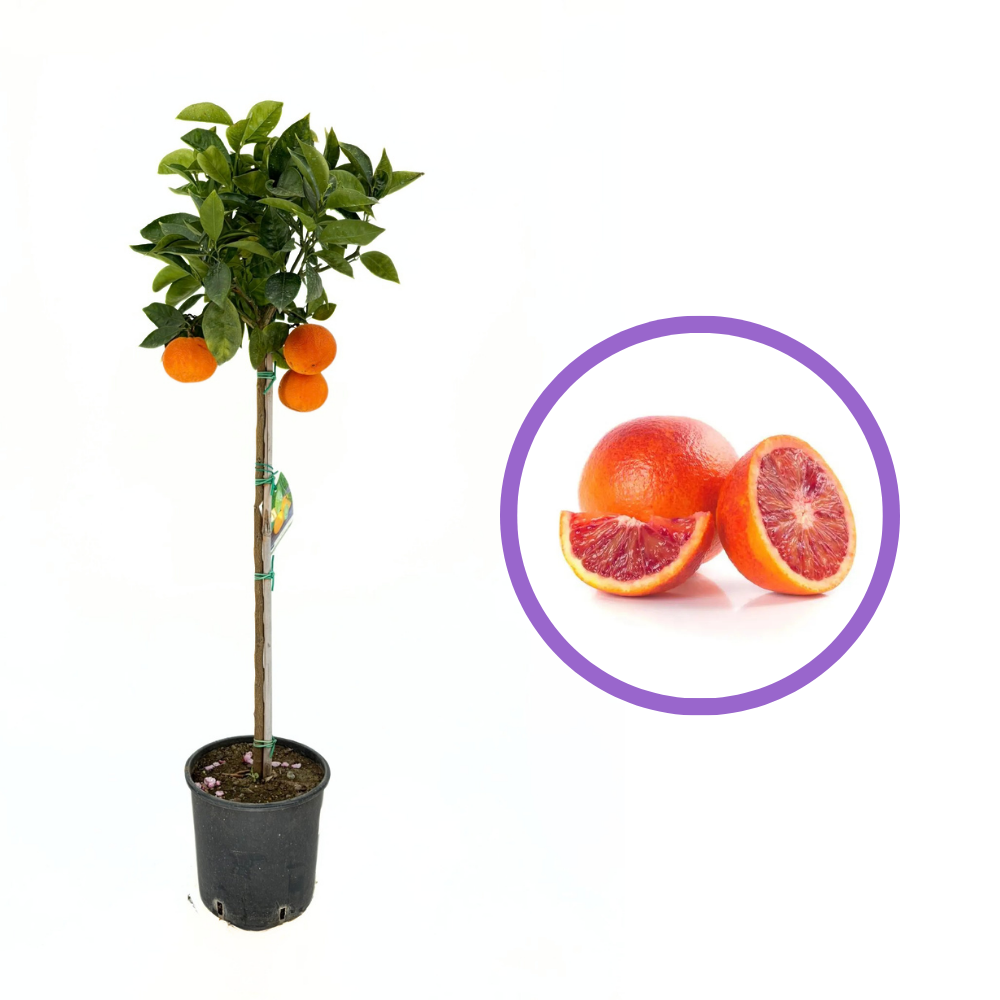 Portocal Vaniglia (Citrus sinensis), cu fructe dulci rosii-roz aromate, an 2 pe rod