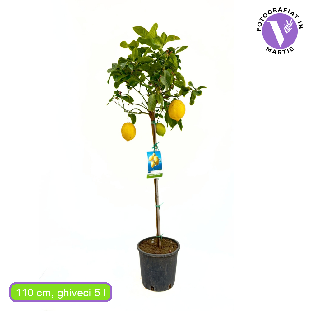 Pom Lamai (Citrus Limon) Amalfitano, 110 cm, cu fructe lungi galbene si parfumate, an 2 pe rod